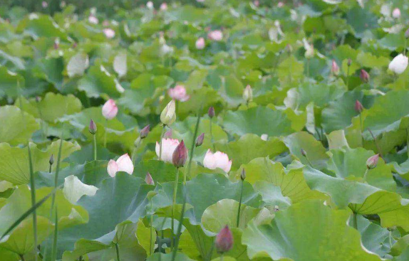 荷花几月开花