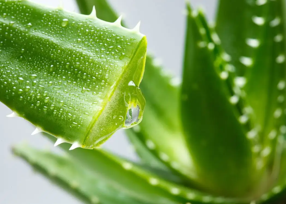 为什么芦荟不宜放家中?