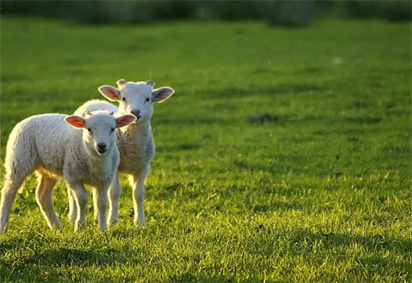 狼和七只小羊的故事作者是谁