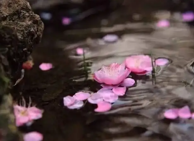 花自飘零水自流的作者是谁