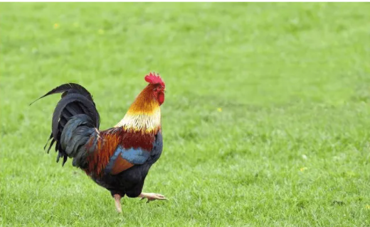 属鸡人是哪年出生的