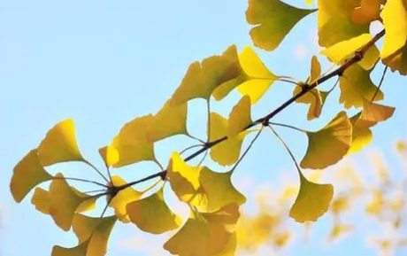 银杏是不是裸子植物