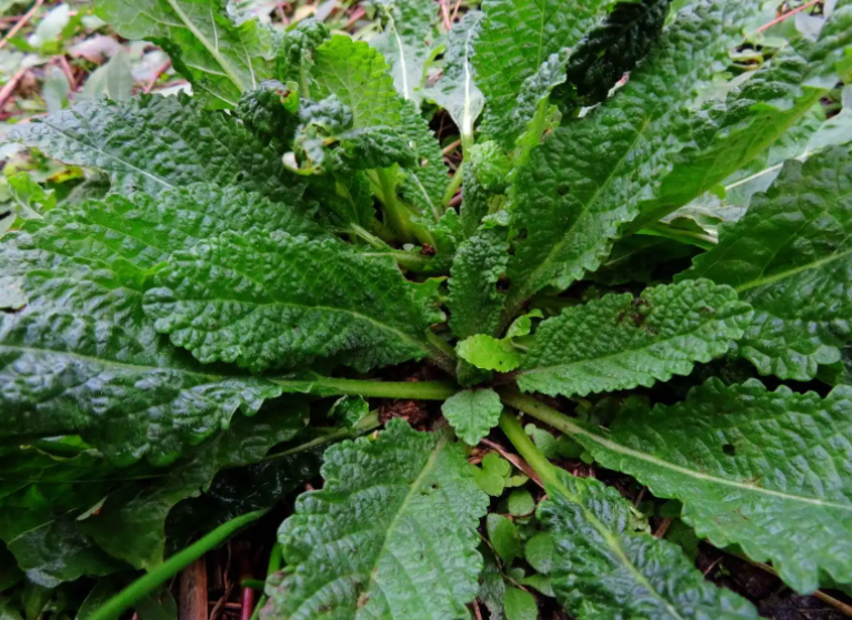 蟾蜍草和蛤蟆草的区别是什么