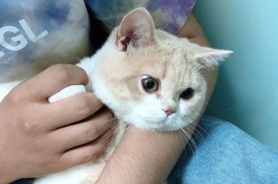 猫多久打一次疫苗