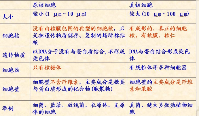 原核生物和真核生物的区别