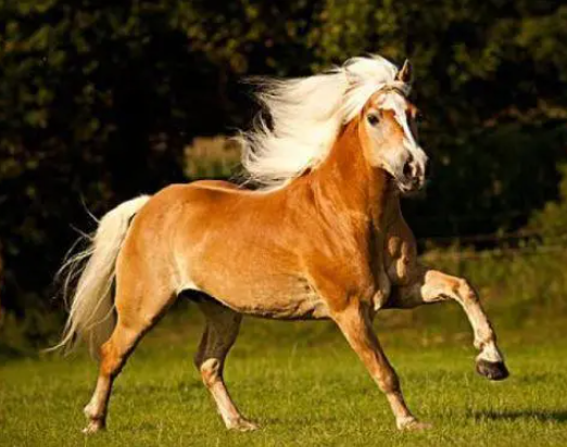 属马的最佳伴侣是什么