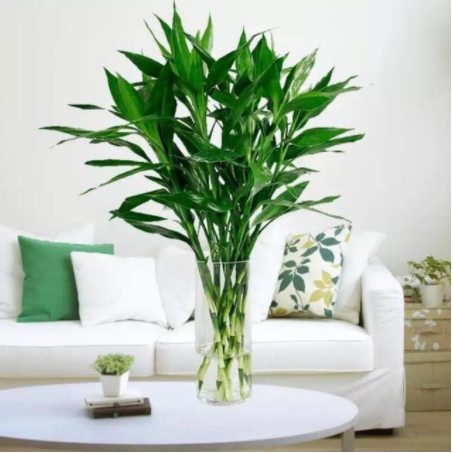 富贵竹一般家里放几根最好