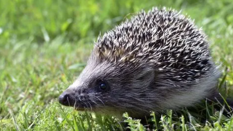 刺猬的拼音是什么