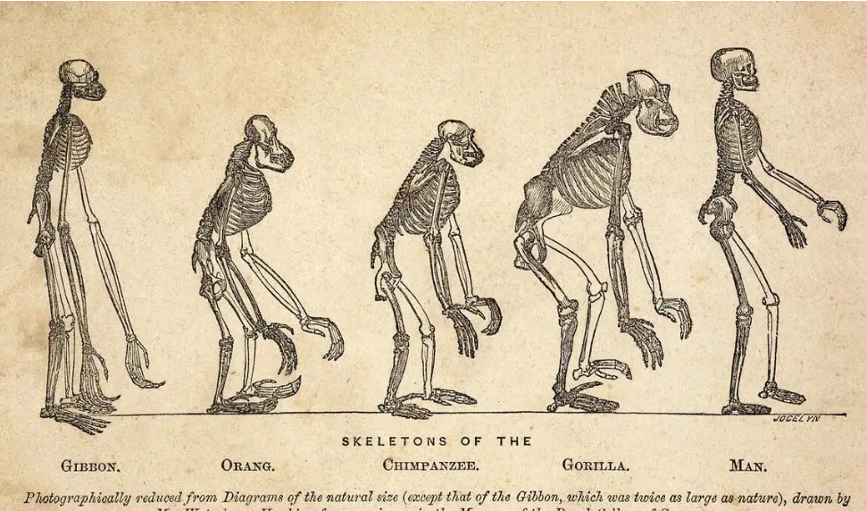 物种起源冰块是第几话