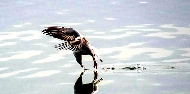 鸿是江边鸟的下一句