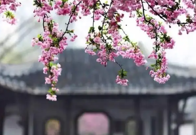 花落知多少的上一句是什么