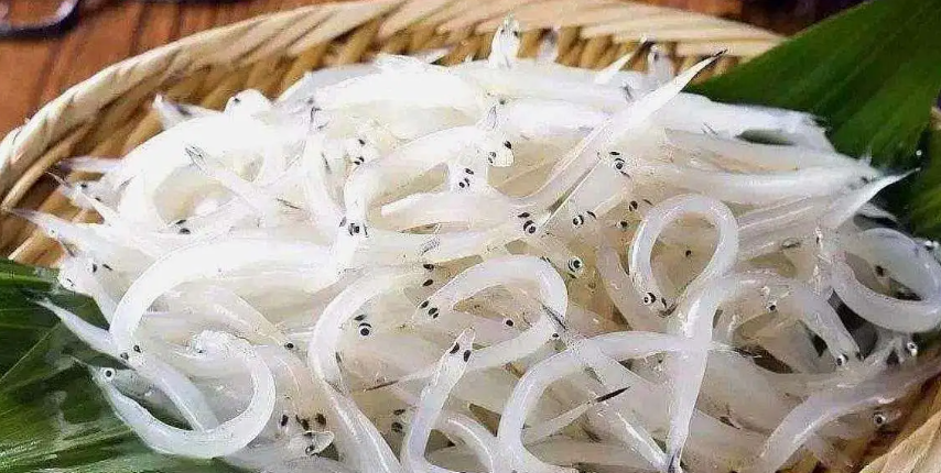 银鱼是海鱼还是淡水鱼