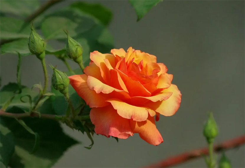 月季花最出名诗句