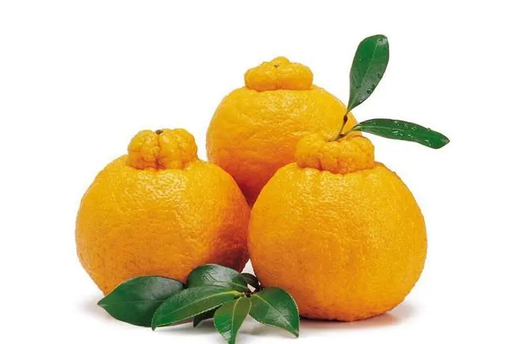 粑粑柑的正确读音