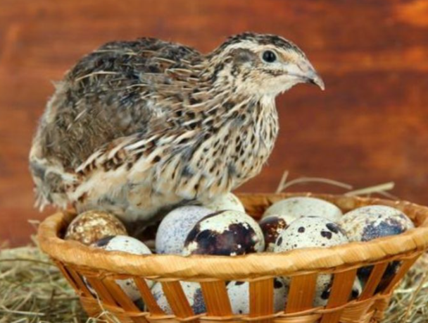 为什么不养鹌鹑