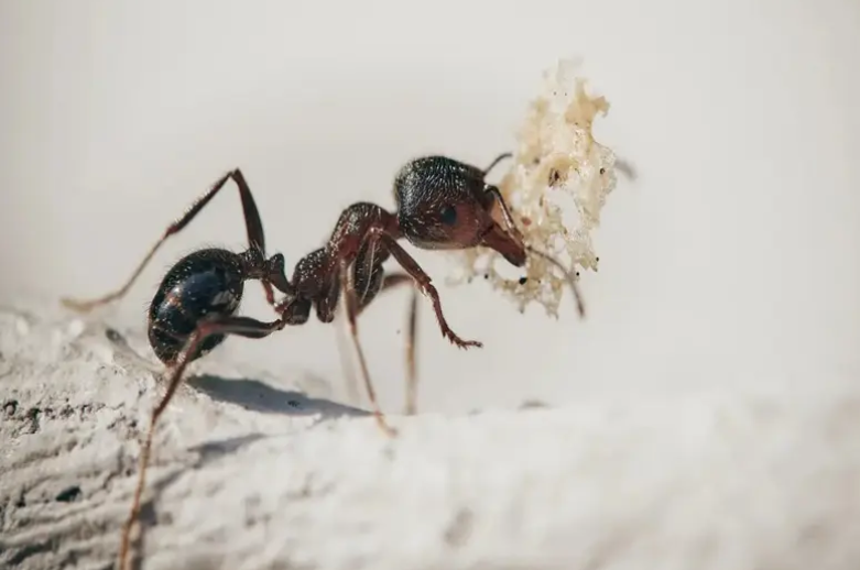 蚂蚁的拼音是什么