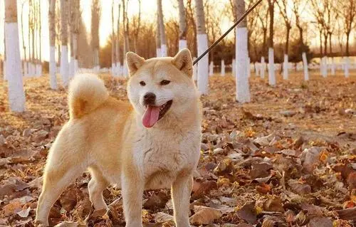 秋田犬为什么禁养