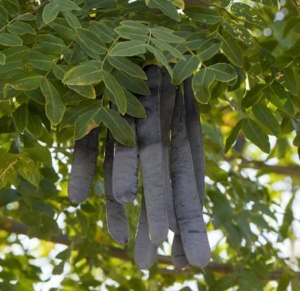 &ldquo;青红皂白&rdquo;的&ldquo;皂&rdquo;是指什么颜色？