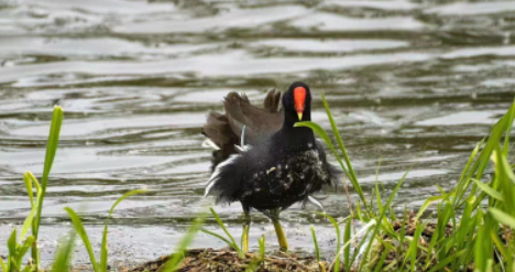 红冠水鸡是不是国家保护动物
