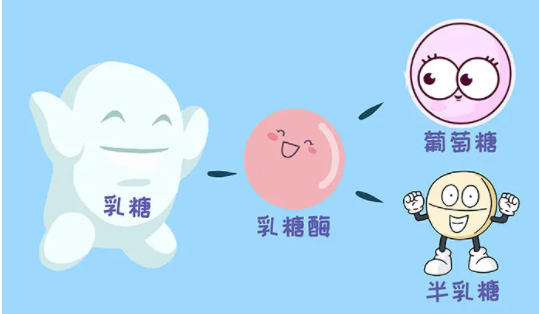 乳糖是不是还原糖