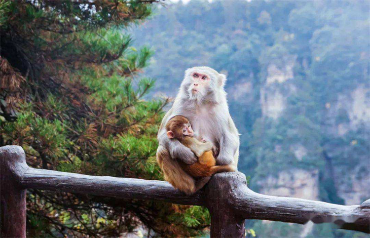 生肖猴最怕什么