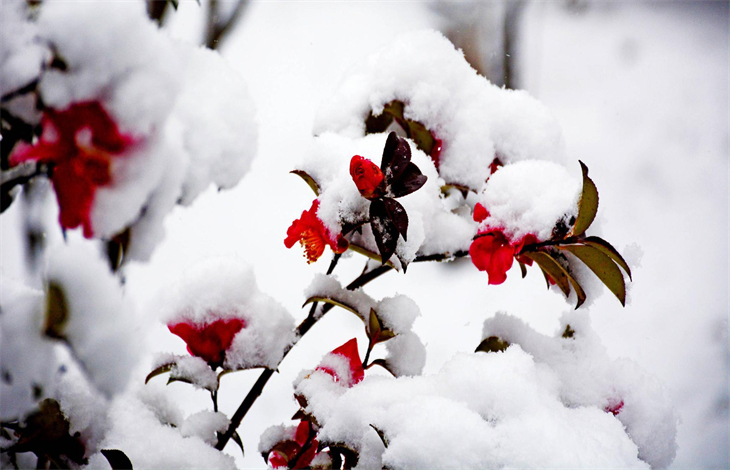 瑞雪兆丰年的上一句和下一句？