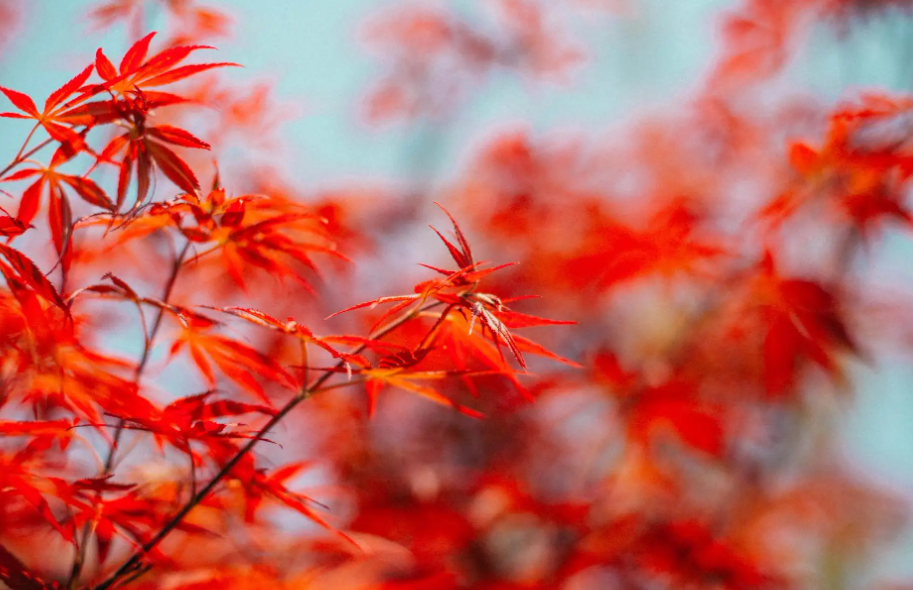 几行红叶树的作者是谁