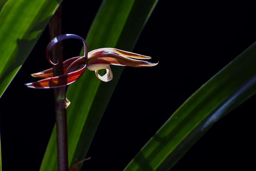 墨兰一株一年最多发几个芽