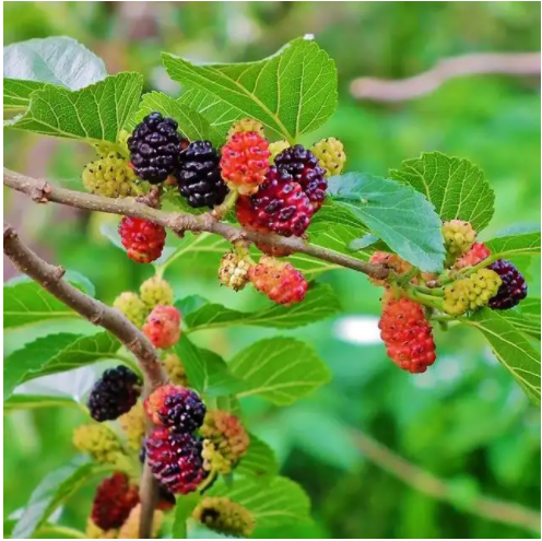 桑树是不是桑葚树