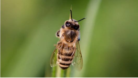 小蜜蜂指哪一类人