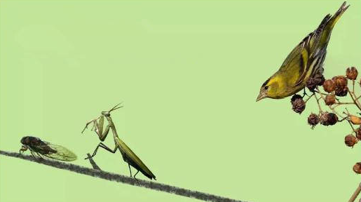 螳螂捕蝉黄雀在后的道理