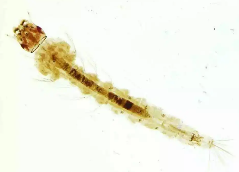 孑孓的读音是什么