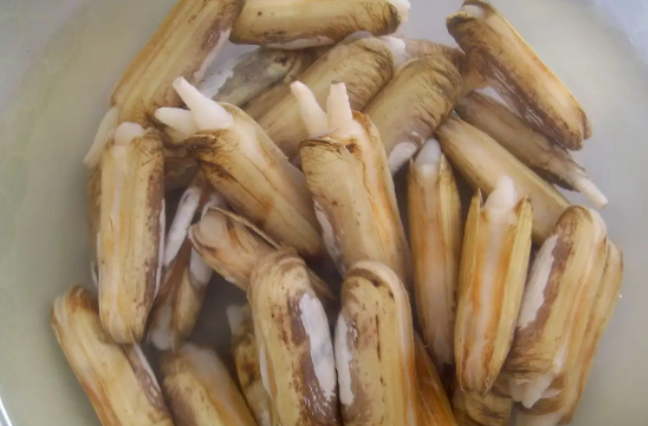 蛏子的读音是什么