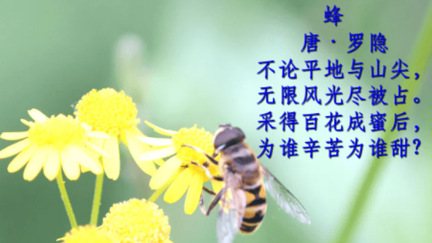 蜂古诗原文是什么