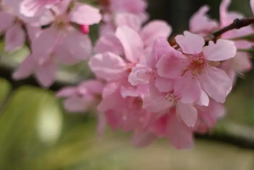 樱花花语是什么