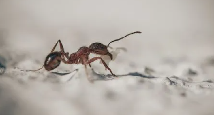 蚂蚁是害虫还是益虫