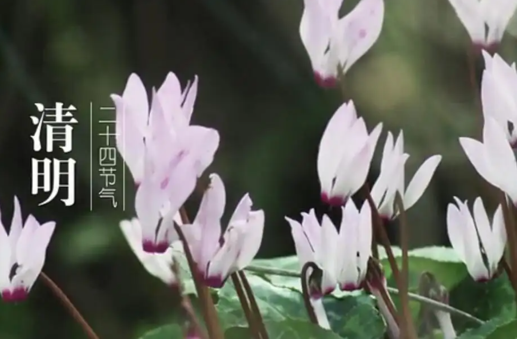 清明节的真正来历是什么