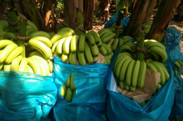 青色香蕉如何催熟