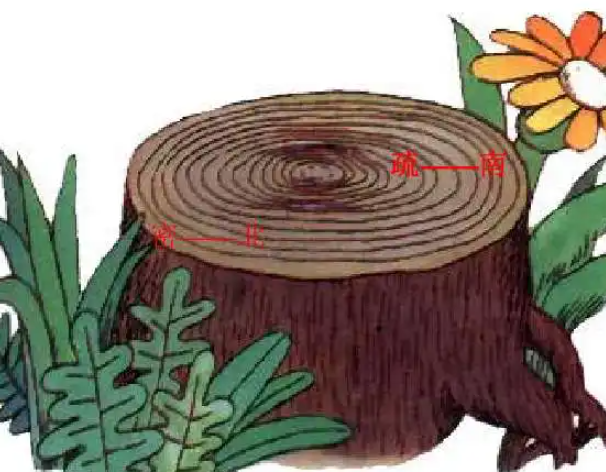 大自然的指南针有哪些