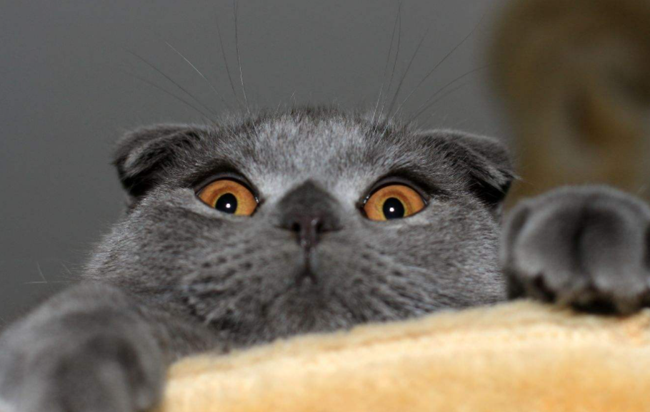 猫咪爬到腿上说明什么