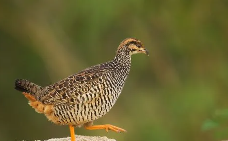 鹧鸪读音是什么