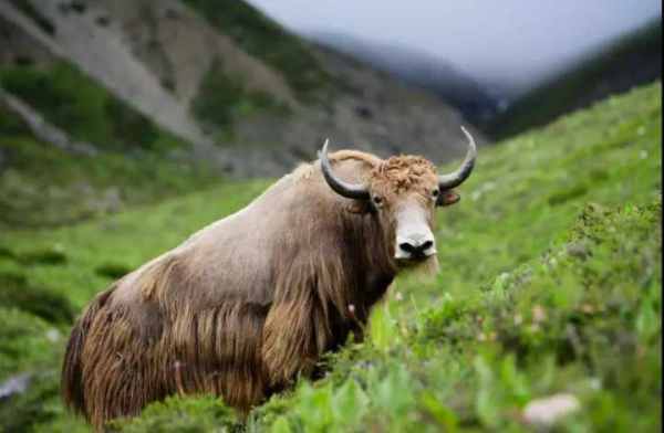 耗牛读音是什么