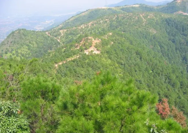 梅林岭主峰有多高