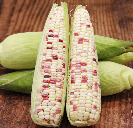 花糯玉米是不是转基因玉米