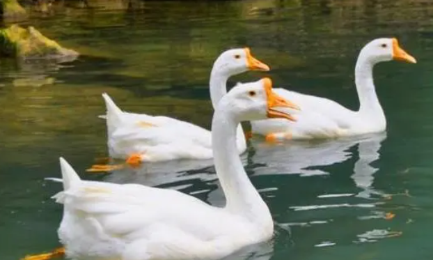 鹅吃什么东西作为食物