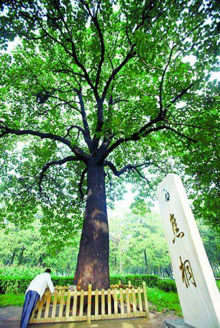 &ldquo;焦桐&rdquo;讲的是关于谁的故事？