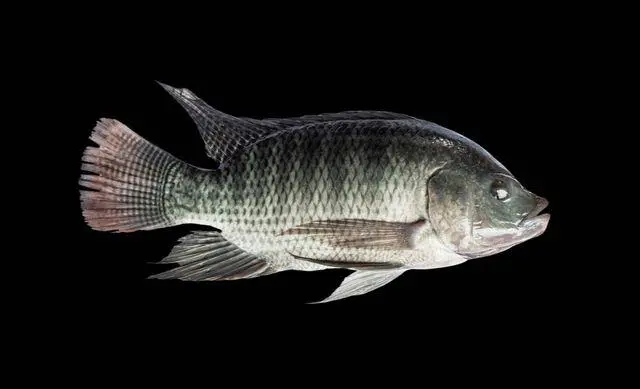 为什么不建议吃罗非鱼