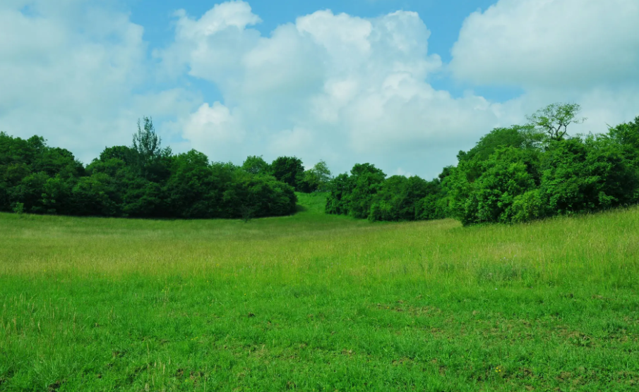 又什么又什么的草地