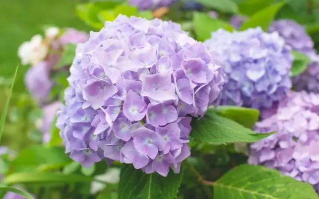 绣球花什么时候开花