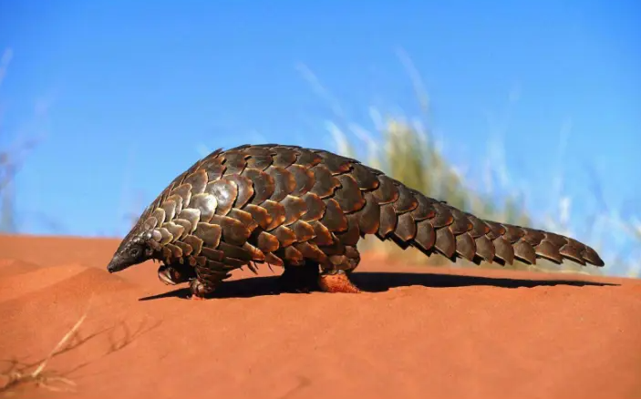 穿山甲是属于几级